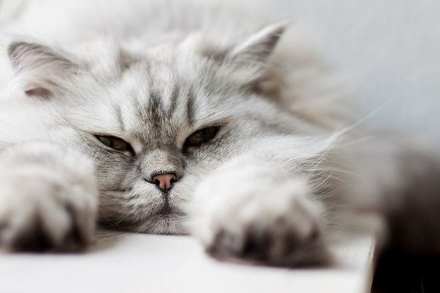 体を伸ばしている長毛種の猫