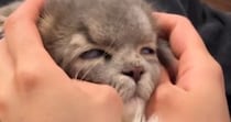 病院から帰ってきた猫→家にいた他の猫から『拒絶』されて…まさかの光景が205万再生「されるがままｗ」「なんか降臨してて笑った」と話題