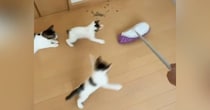 モップ掛けをしていると、『子猫たち』が…全力で追いかけ始める『可愛い光景』に爆笑「全然掃除できてないｗ」「最後で吹いたｗ」と34万再生