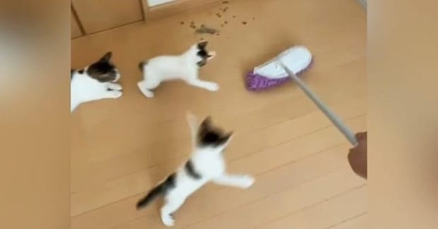 モップ掛けをしていると、『子猫たち』が…全力で追いかけ始める『可愛い光景』に爆笑「全然掃除できてないw」「最後で吹いたw」と34万再生