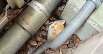 子供から『すごく弱っている子猫がいる』と連絡→保護した結果…涙あふれる光景に「本当にありがとう」「ひとりでは生きられなかったと思う」