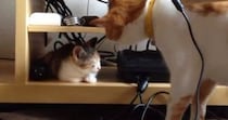 お昼寝中の『新入り子猫』に興味津々な先住猫を見ていると…優しさあふれる『初めて出会った日の様子』に「ずっと見ちゃう」「いいお兄ちゃん」