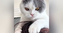 猫が髪の毛で遊んでいると思ったら…次の瞬間→予想外の『尊すぎる光景』に「ママ猫にじゃれる子猫みたい」「居心地よかったんだ」と14万再生