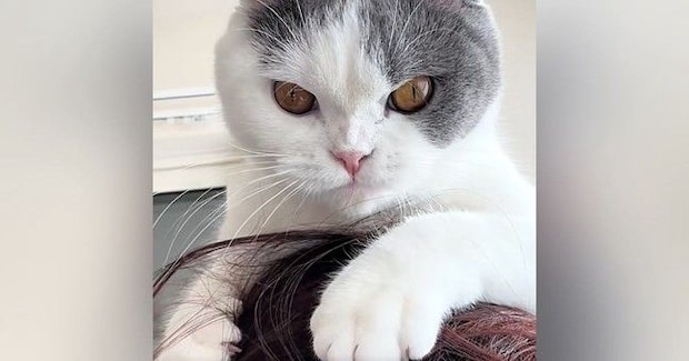 猫が髪の毛で遊んでいると思ったら…次の瞬間→予想外の『尊すぎる光景』に「ママ猫にじゃれる子猫みたい」「居心地よかったんだ」と14万再生