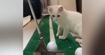 ゴルフの練習中に『子猫』が近づいてきた結果→興味津々な様子で…笑ってしまう展開が27万再生「厳しそうなコーチｗ」「ニヤけてしまった」