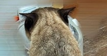 『おっさんの後頭部かと思った』友人に『猫』を見せた結果…まさかの展開に爆笑する人が続出「見え…たｗ」「想像以上に後頭部ｗ」と１万いいね