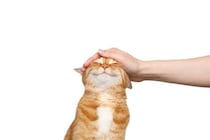 愛猫を満足させる『最高の撫で方』のコツ3つ　絆を深めるメリットも？喜ばれる部位までご紹介
