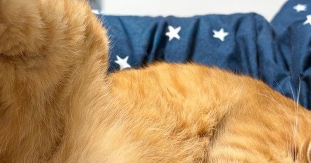猫のことを撫でようとしたら→『後ろ足』で……分かりやすすぎる反応と『まさかの表情』に10万いいね「すごくいい顔」「最高のご褒美」