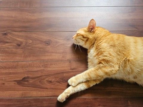 猫が『フローリングの床』で起こすトラブル3つ 事故やケガの危険性から予防策まで解説