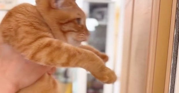 『賢い猫は壁に手をつける』→検証してみた結果…とんでもなく尊い『まさかのオチ』が658万再生「最後が優勝w」「むしろ賢いかもw」と話題