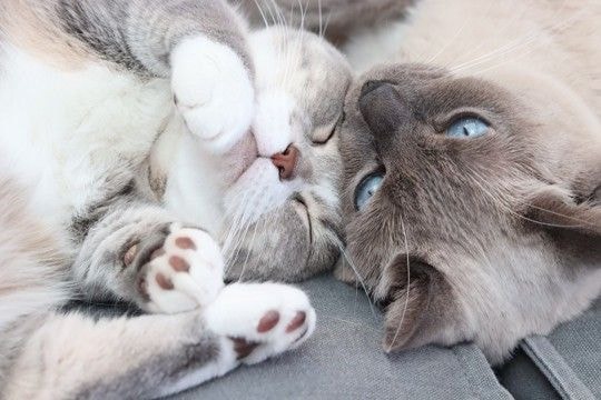 猫は『性別の組み合わせ』によって相性が異なる？4つのパターン別の傾向や多頭飼いするときの注意点も