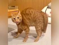 背中を丸めたネコ→『やんのかステップ』で勢いよく近づいてきて…思わず笑ってしまう光景が84万再生「どうなってんのｗｗ」「上手ｗｗ」