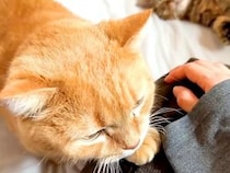 朝、赤ちゃんのお世話をするママ→猫が久しぶりに膝の上へ乗ってきて…『愛情いっぱいの光景』に反響「めっちゃ甘えん坊」「大好きなんだね」