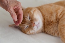 猫が『下心』を持っているときのサイン4選　どんな狙いがあるの？上手な接し方まで解説