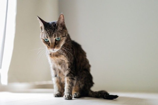 憂鬱な顔の猫