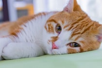 猫が体調不良のときにみせる『危険な寝姿』4つ　疑われる病気や適切な対処法も解説