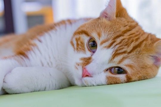 猫が体調不良のときにみせる『危険な寝姿』4つ 疑われる病気や適切な対処法も解説