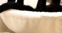 キャットタワーでくつろぐ黒猫→独特な体勢で…まるで数字のような『まさかの瞬間』に３万いいね「ダイニングメッセージ」「ベフフにも見える」