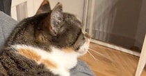 『当たり前のように乗ってくるけど…』大きくなっても『甘え方が変わらない猫』が可愛すぎると２万いいね「幸せの重み」「子供の感覚だよねｗ」