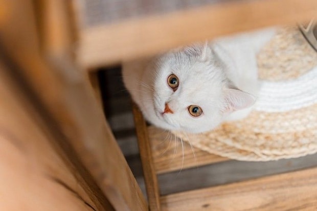 見つめてくる猫