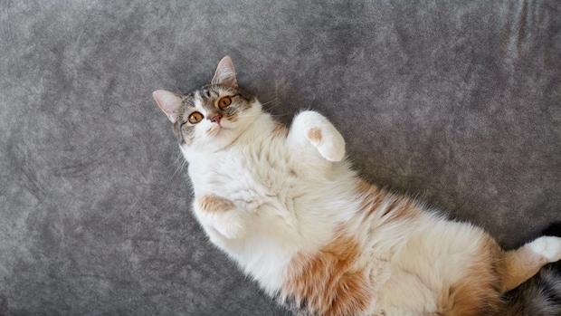 ヘソ天する猫