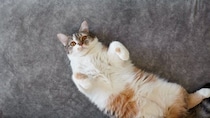 猫があなたに『仲良くなりたい』と伝えているサイン4選　行動に隠されている意味や仲を深める応え方