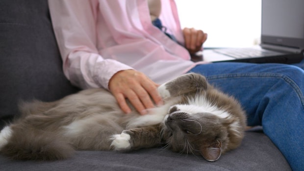 お腹を撫でられる猫
