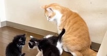 ３匹の保護子猫→ケージから出て『先住猫』と対面した結果…微笑ましい光景に癒される人が続出「スーパー保育士」「包容力がすごい」