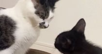 新しい爪とぎを買った結果→『保護子猫と先住猫』が……ほのぼのとした『バトルの様子』に「可愛すぎて言葉がでない」「遊んであげてるｗ」の声