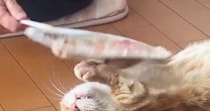 猫のことを『うちわ』でパタパタと『扇いであげる』と……笑ってしまう光景に４万いいね「どんどん伸びてる気がするｗ」「おててがたまらん」