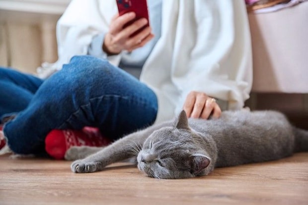 猫と飼い主