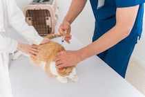 猫の命に関わる『危険なアレルギー』3つ　主な症状や発症時の対処法、予防法まで解説