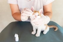 猫の『目ヤニ』が目立つときの原因5つ　病気が隠れている可能性や受診の目安まで