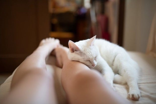 飼い主の足を枕にして寝る猫