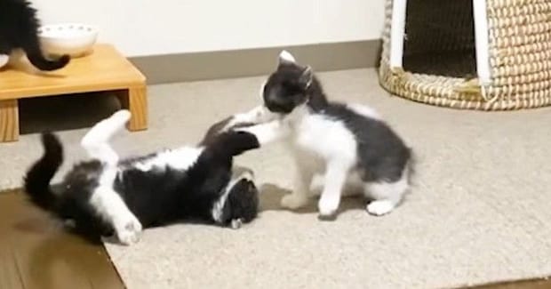 元気いっぱいに遊び回る子猫たち→片付けをして戻ったら、『優しい先住猫』のそばで…尊すぎる瞬間に「素敵な保育士」「なんて可愛いの」と反響