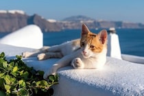 「美しいギリシャの島で、猫に囲まれて生活する」夢が現実になるかも！　海が好きな猫ファンにチャンス到来か