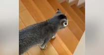 『寂しがり屋の猫』→飼い主といっしょに『家の中を移動』していると…あまりにも尊い光景が32万再生「笑顔になっちゃうね」「本当かわいい」