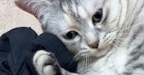 床に落ちている『お兄ちゃんのアームカバー』を見つけた猫…まさかの展開に笑う人が続出「赤ちゃんみたいなｗ」「かわいいｗ」と21万再生