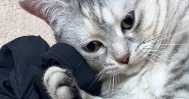 床に落ちている『お兄ちゃんのアームカバー』を見つけた猫…まさかの展開に笑う人が続出「赤ちゃんみたいなｗ」「かわいいｗ」と21万再生