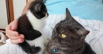家に来てまだ4日目の『新入り子猫』→先住猫のそばへ行くと……驚きの光景に３万いいね「すごくいい瞬間」「先住ニャンコも素晴らしい」