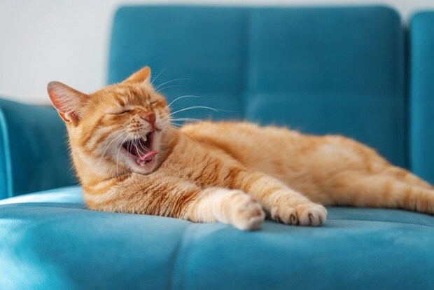 あくびする猫