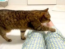 床に座って休憩する飼い主→甘えん坊のネコが４本の足で…『理不尽な行動』に爆笑の声「全体重をかけてきてるｗ」「可愛すぎて笑えた」と反響
