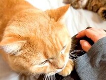 朝、赤ちゃんのお世話をするママ→猫が久しぶりに膝の上へ乗ってきて…『愛情いっぱいの光景』に反響「めっちゃ甘えん坊」「大好きなんだね」