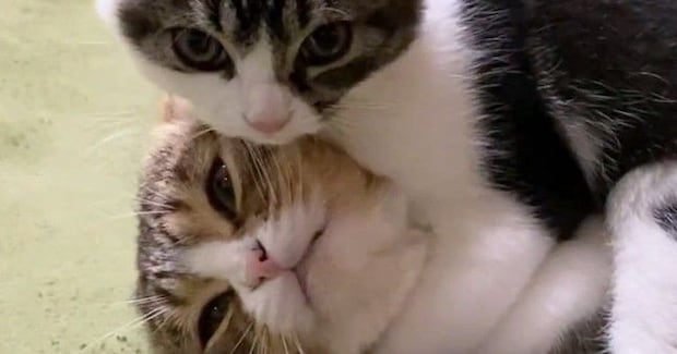 『仲良しな親子猫』のじゃれあいを見ていると…ほっこりするやり取りが35万再生「パパが弱くて可愛いｗ」「ヘッドロックされてて笑った」