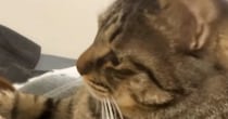 『ニンニクたっぷりのラーメン』を食べて帰宅した結果→愛猫がとった『まさかの行動』が49万再生「強い意志を感じる」「わかりやすいｗ」