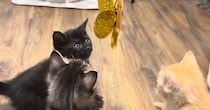 生まれて初めての『猫じゃらし』に興味津々な子猫たち→ママ猫も参戦すると……微笑ましい光景に反響「可愛さが限界突破ｗ」「さすがお母さん」
