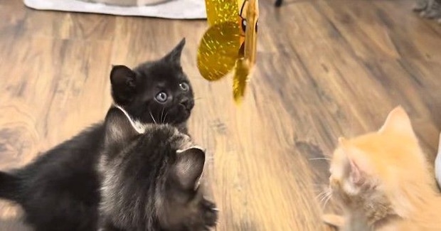生まれて初めての『猫じゃらし』に興味津々な子猫たち→ママ猫も参戦すると……微笑ましい光景に反響「可愛さが限界突破w」「さすがお母さん」