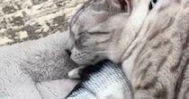 魚のおもちゃを『枕』にして『眠る猫』を見ていると……『驚きの光景』に爆笑の声「二度見してしまったｗ」「寝れるのすごいｗ」と15万再生