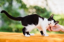 猫は『家族や自分の名前』を聞き分けられるの？　意外な研究結果や理解してもらうコツをご紹介