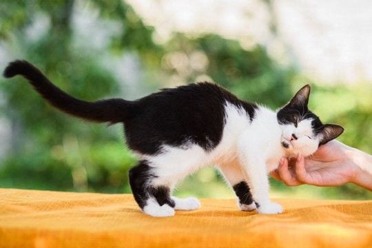 猫は『家族や自分の名前』を聞き分けられるの? 意外な研究結果や理解してもらうコツをご紹介